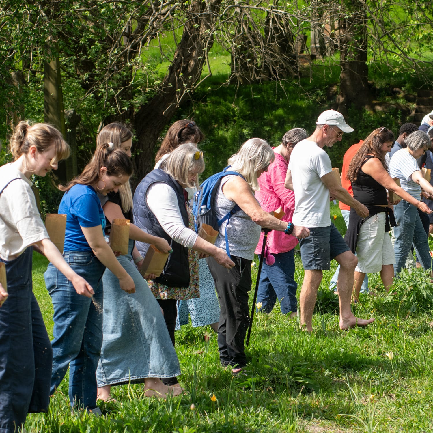 A group of people in a line sowing wildflower seeds