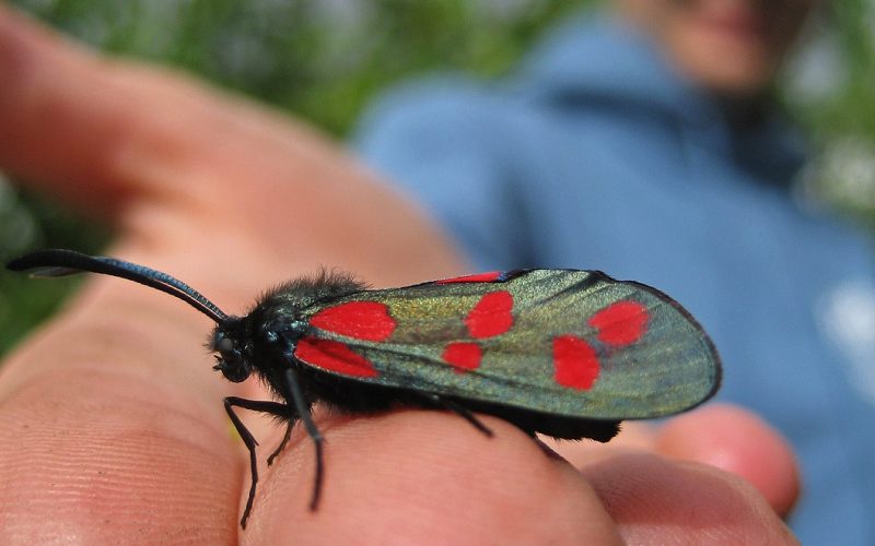 A girl holding a burnet moth and showing it to the camera. The moth has green wings with red spots.