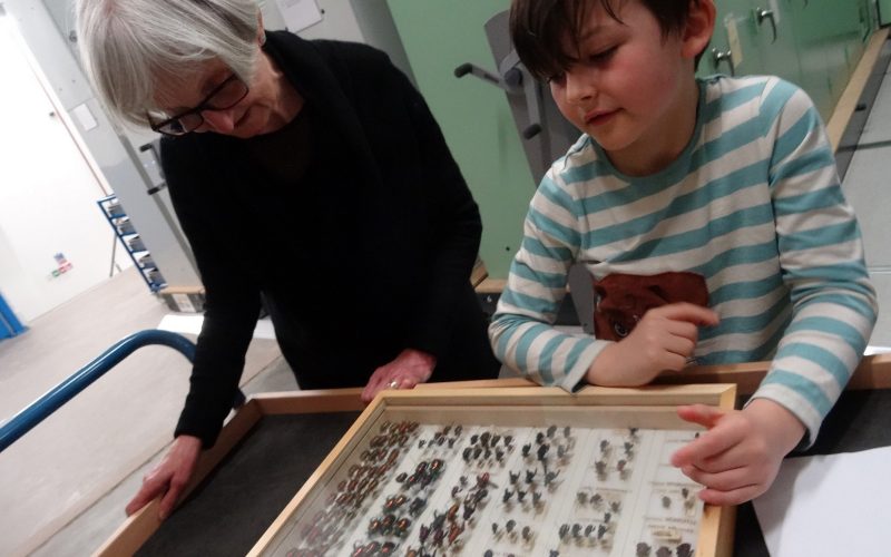 An older woman and younger boy are looking at samples of insects in the collections.